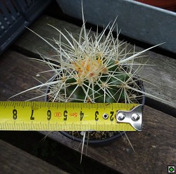 thn_Echinocactus grusonii 40-velikost.jpg
